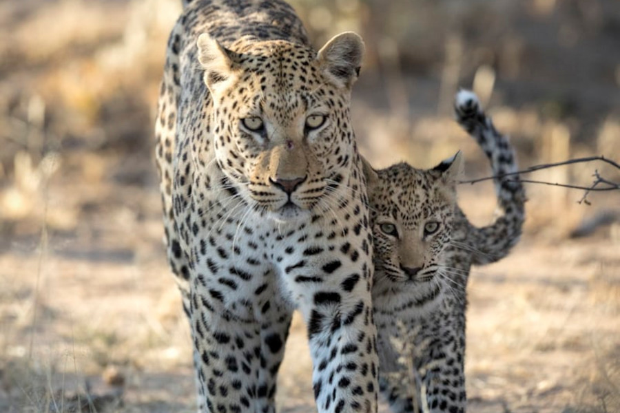 Three young Cheetahs. Taken in Kruger, South Africa