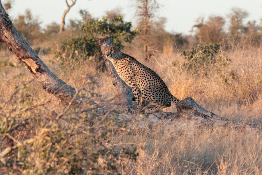 Three young Cheetahs. Taken in Kruger, South Africa