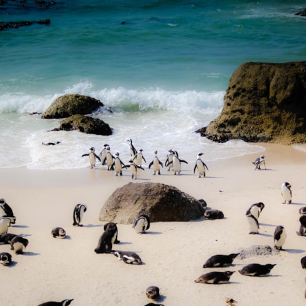 penguins