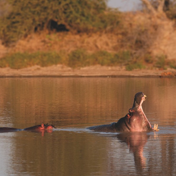 safari-adventure
